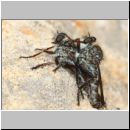 Tolmerus sp - Raubfliege 05 Paarung - Sandgrube Niedringhaussee.jpg